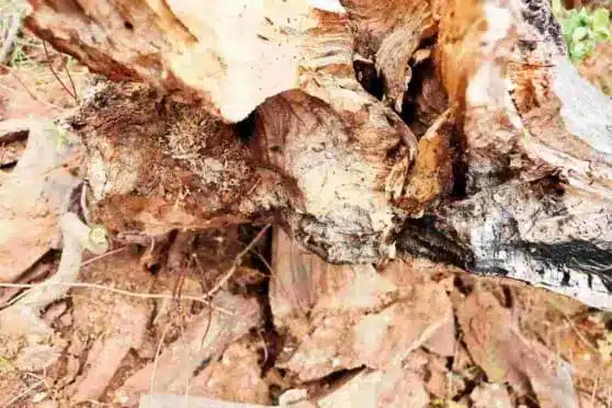 palo santo wood palo santo wood